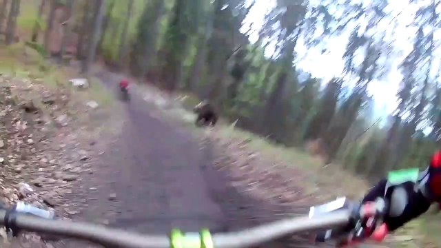 Poursuivis par un ours en descente de VTT !!