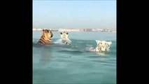 3 tigres nagent en pleine mer et c'est magnifique