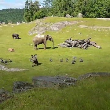 Cet éléphanteau veut jouer avec des oiseaux et se prend une belle gamelle... Trop mignon