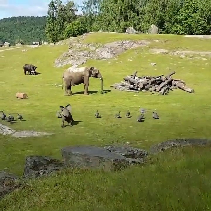 Cet éléphanteau veut jouer avec des oiseaux et se prend une belle gamelle... Trop mignon