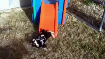 Videos de mascotas Graciosas Compilación 2019