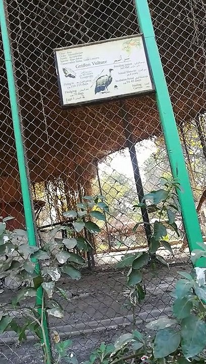 شاهد النسور (النسر) في حديقة الحيوان