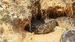 Primitive Man Saves Family Crocodile From Python Attack - Amazing rescue animal
