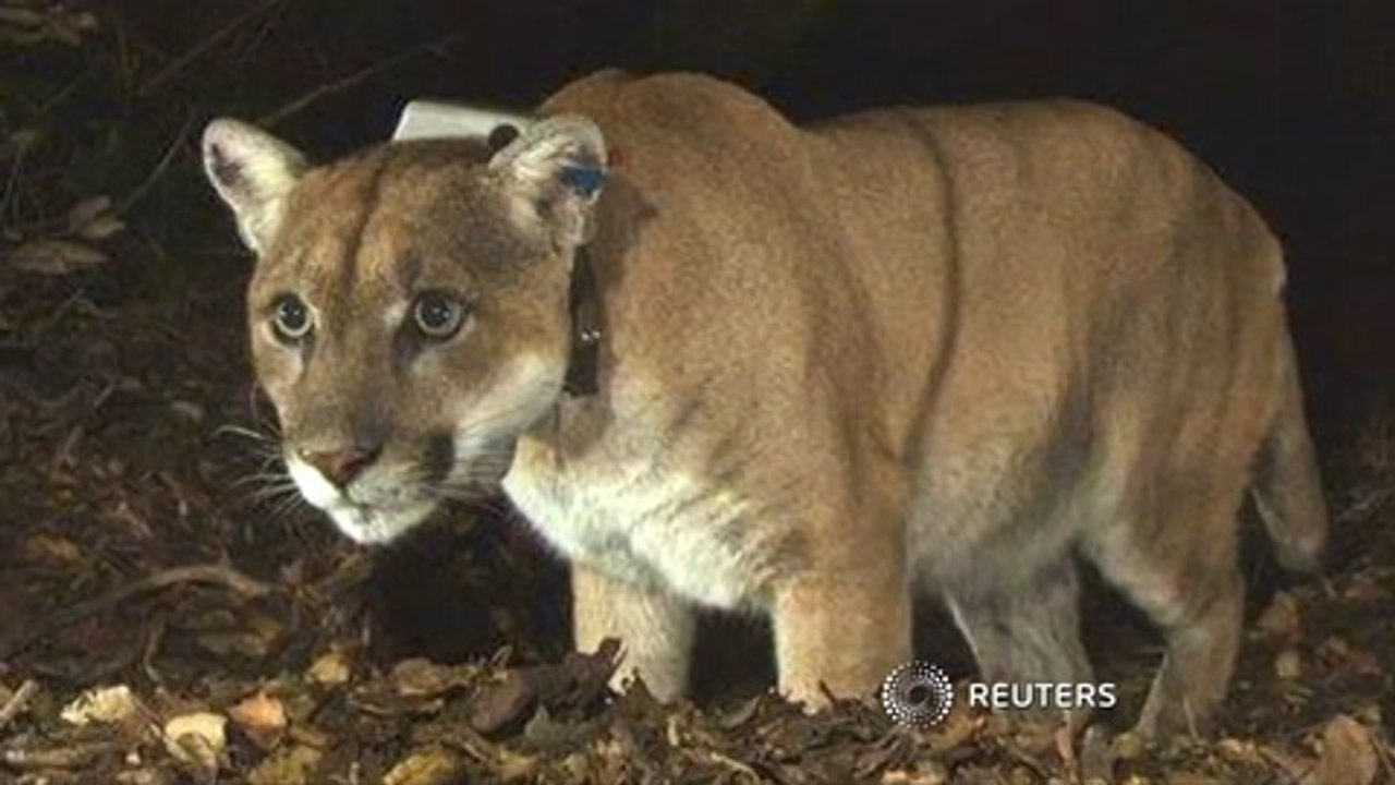 Colorado jogger strangles mountain lion after attack