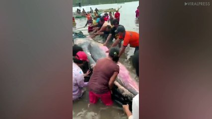 Enormous whale covered in wounds washes up in the Philippines