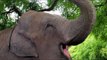 La elefanta que va a viajar de Buenos Aires a Brasil