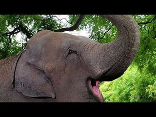 La elefanta que va a viajar de Buenos Aires a Brasil