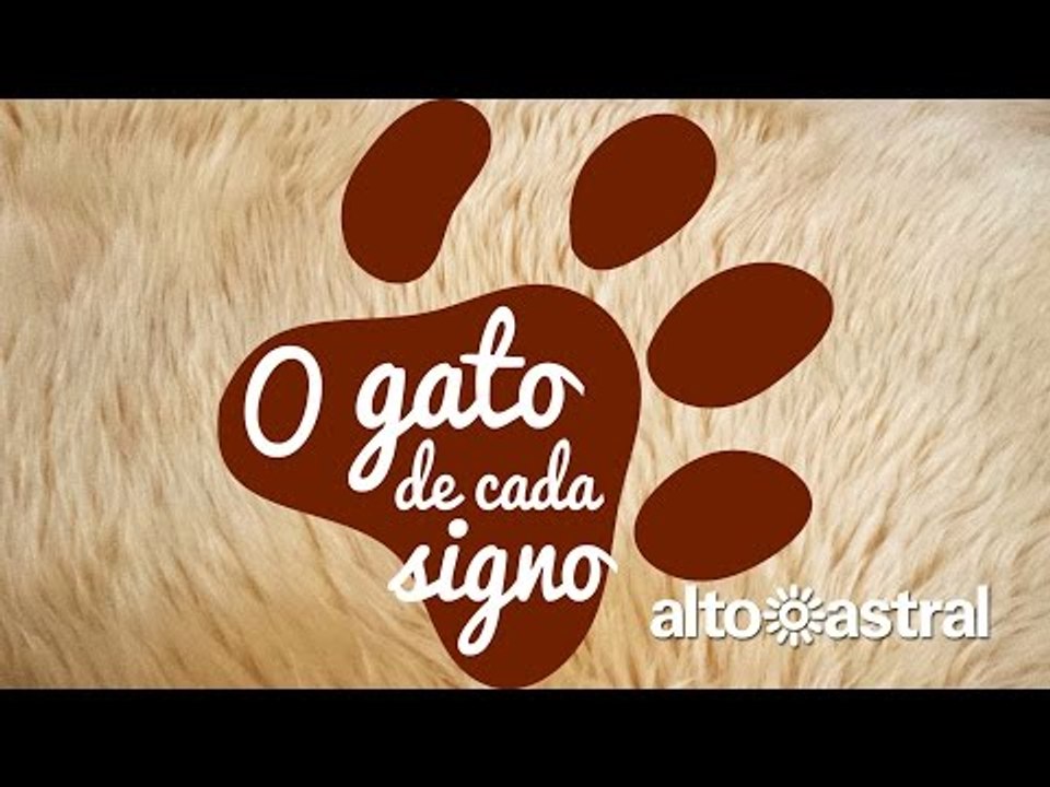 O gato de cada signo