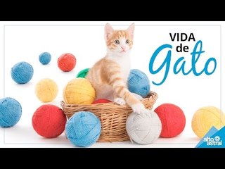 Dicas para sua casa ficar perfeita para o seu gato