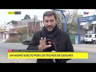 Un mono suelto por los techos de Quilmes