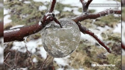 ‘Ghost apples’ discovered amid extreme cold