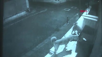 Köpeklerin Kedi Evine Saldırısı Kamerada! Paramparça Ettiler