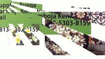 HARGA PALING MURAH!!! 0813-5303-8159,Agen Bunga Kamboja Kering Palembang