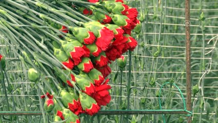 Kesme çiçek ihracatında '14 Şubat' etkisi - ANTALYA