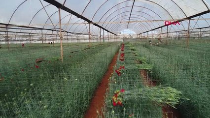 Antalya'dan 20 Ülkeye 50 Milyon Dal 'Sevgililer Günü' Çiçeği