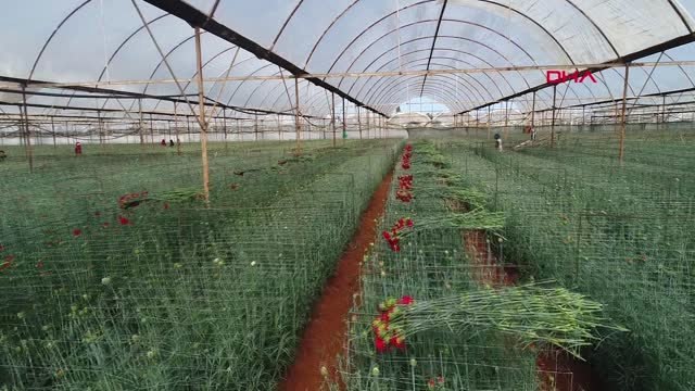 Antalya'dan 20 Ülkeye 50 Milyon Dal 'Sevgililer Günü' Çiçeği