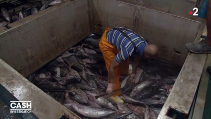 Regardez les incroyables images de tonnes de thons congelés destinés à... nos assiettes ! Vidéo