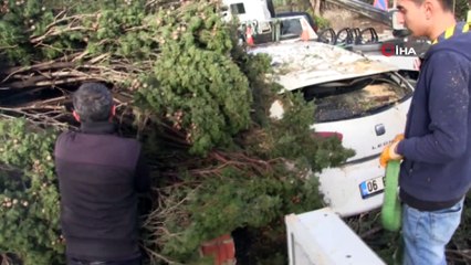 Fırtına Bodrum’u yıktı geçti...Çatılar uçtu, ağaçlar ve direkler devrildi