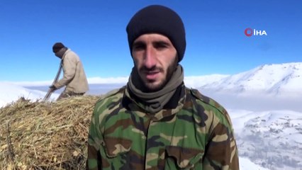 Çiftçilerin kış çilesi...Yazın istifledikleri otları kışın 2 bin rakamlı dağlardan indiriyorlar
