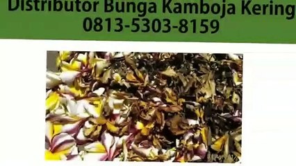 TERLARIS!!! 0813-5303-8159, Agen Bunga Kamboja Kering Samarinda