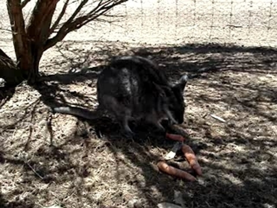 kangaroo