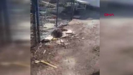 Hastane Bahçesinde İş Makinesiyle Hurda Temizliğinde Köpeği Yaraladılar