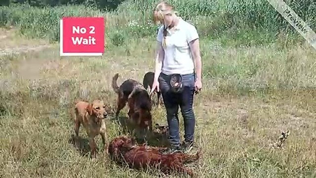 Dog Training Newcastle | GO For Dog Training