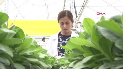 İzmir Bayındırlı Çiçekçiler, Hollanda İçin 'Yenilebilen Menekşe' Üretecek