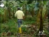 Bananeros del Guayas reclaman porque ayuda no llegó a tiempo