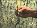Una nueva plaga afecta los cultivos de arroz