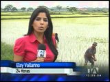 Arroceros preocupados por mal estado de caminos vecinales