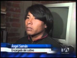 Policía destruye cultivo de marihuana en Chambo