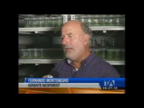 Mejoramiento genético de árboles