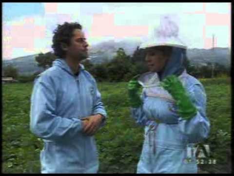 Apicultura, una opción de curso vacacional