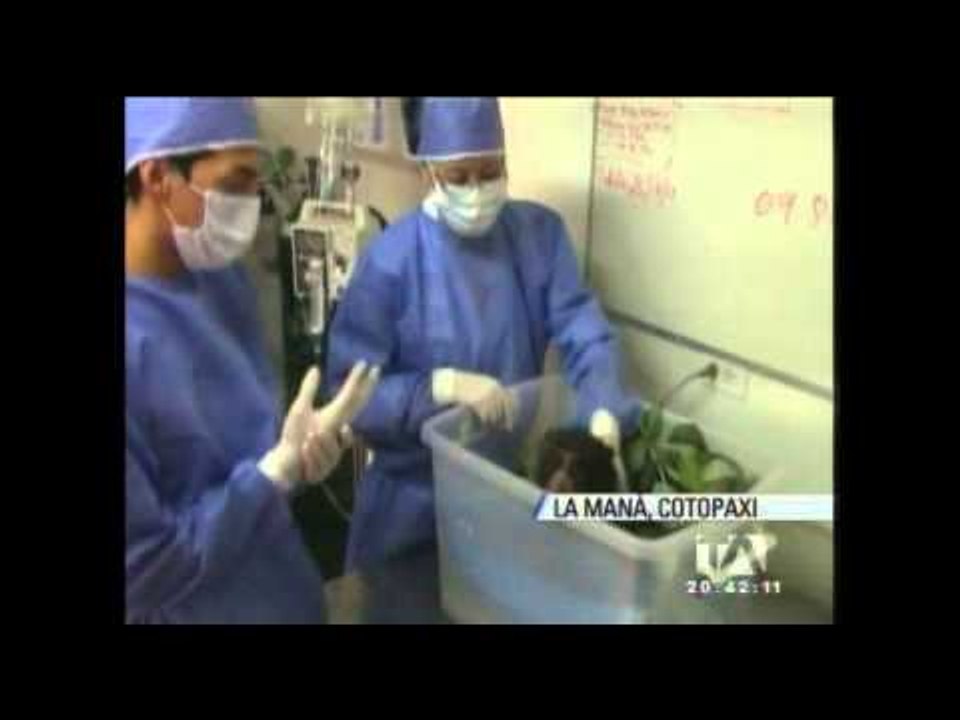 Oso de anteojos rescatado en La Maná, Cotopaxi