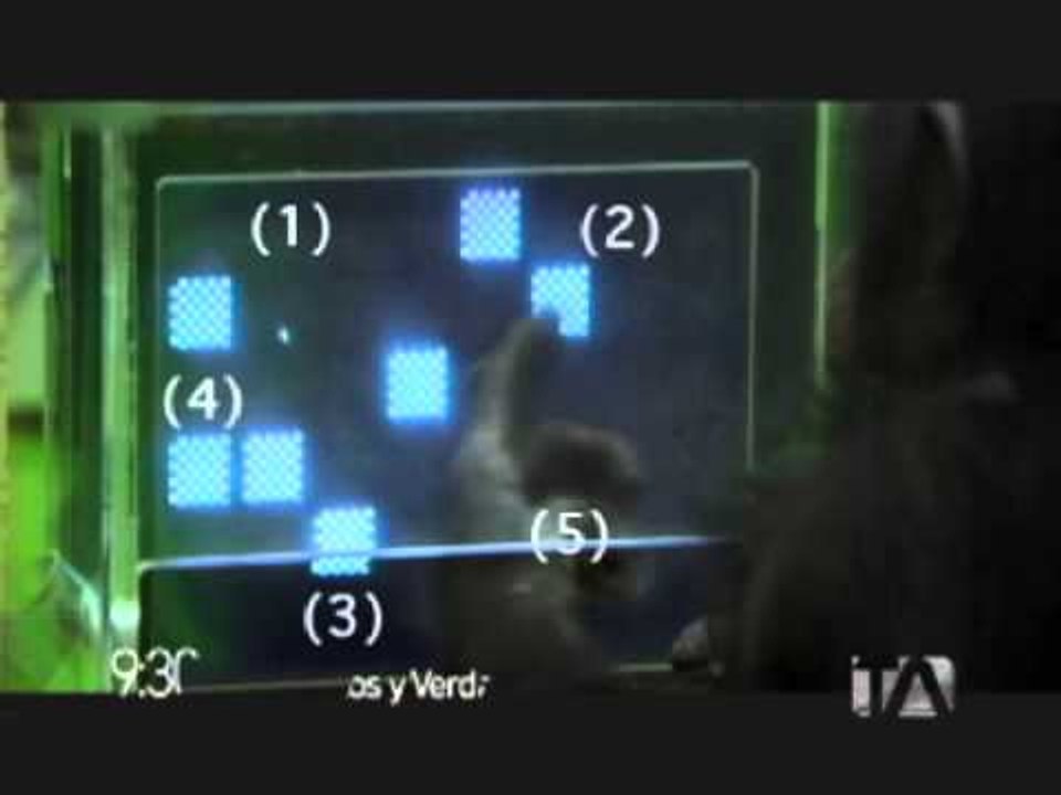 Inteligencia animal