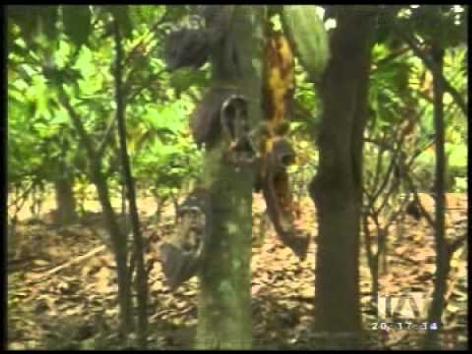Sequías en la costa afectan cultivos