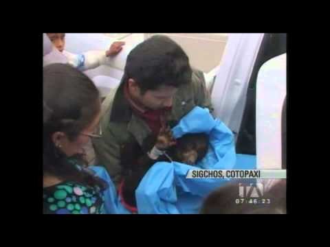 Comunidad de Sigchos rescató a un pequeño oso de anteojos