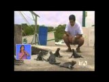 Hallan 14 iguanas muertas en playa Tortuga Bay