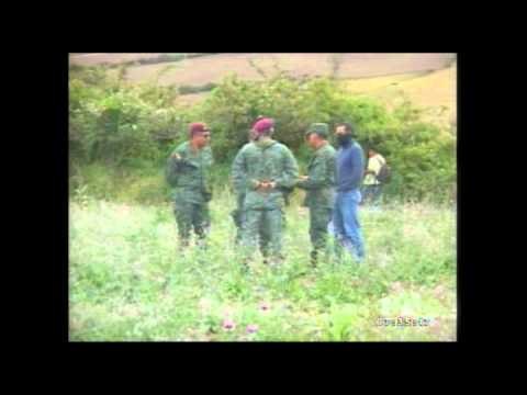 20 mil plantas de amapola fueron incineradas en Carchi