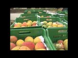 700 cajas de mangos provenientes de Perú fueron decomisadas