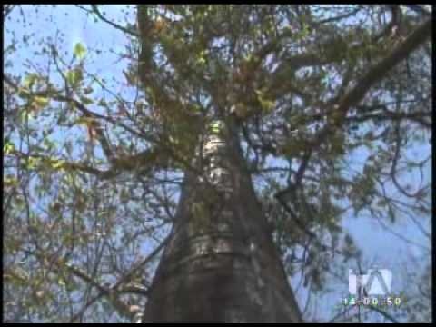 Loja busca que el Bosque Seco sea reconocido por la Unesco como reserva de Biósfera
