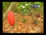 Ecuador por dentro: La ruta del cacao