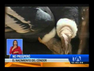 El nacimiento del cóndor no prosperó en el zoológico de Guayllabamba