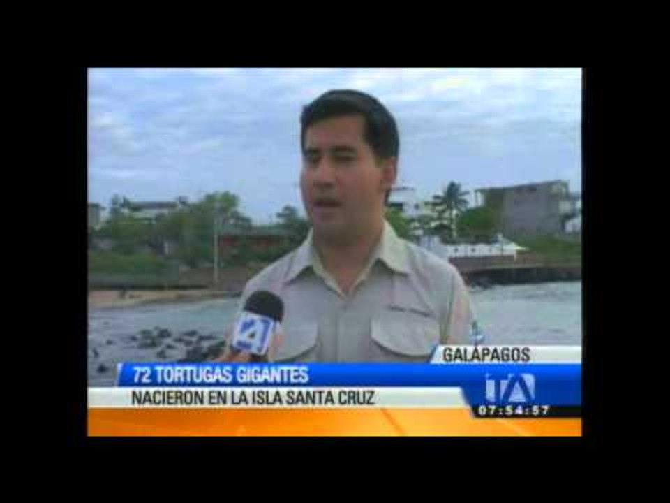72 tortugas gigantes nacieron en la Isla Santa Cruz