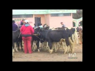 Autoridades clausuran camal en Tungurahua por infraestructura inadecuada