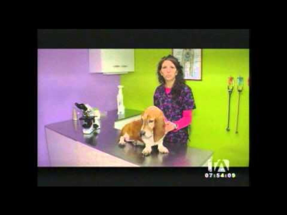 ¿A partir de qué edad empieza la vejez de nuestras mascotas?