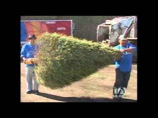 Se intensifica la recolección de tereques en la capital