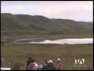 Carrera de llamas en Cotopaxi