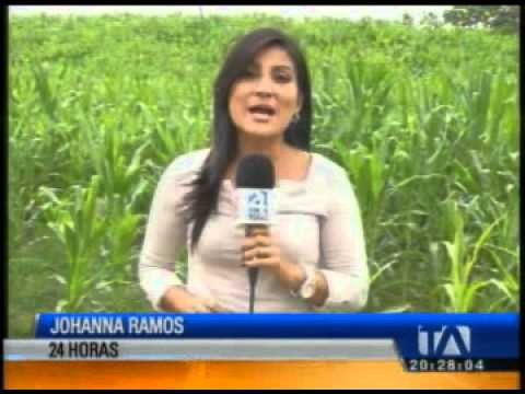 Agricultores de la Costa enfrentan escasas lluvias